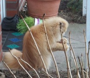 Eine kleine Maus 003.jpg