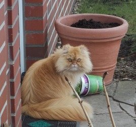 Eine kleine Maus 007.jpg