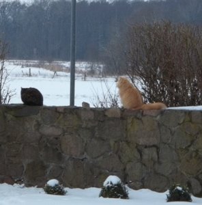 Wo bleibt denn nun der Frühling 005.jpg