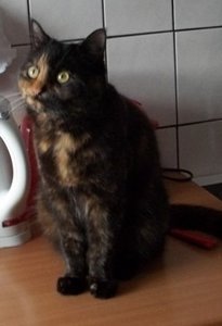 Schmuddelwetter 002.jpg