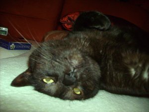 PICT0017.JPG PICT0017.JPG