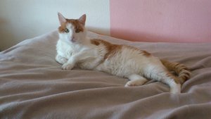 Wenn ich`s nicht wüsste... Ciccio sieht doch ganz fit aus...DSC_0421.jpg