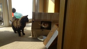 Auch Jule macht sich Sorgen...DSC_0382.jpg