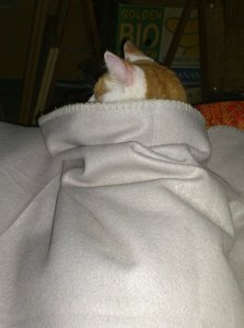 4.Juni- wenn man krank ist, muss man unter die Decke...DSC_0351 - Kopie.jpg