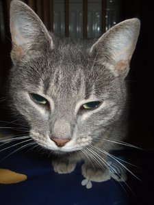 kunst und milena im katzenkorb 046.jpg