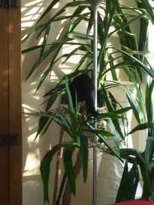 Wotan in der Yukkapalme 002.jpg