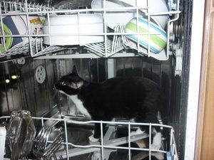 Haushaltshilfe 001.jpg