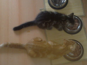 01 am Futter August 2010.jpg