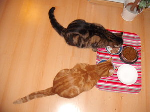 02 am Futter März 2011.jpg