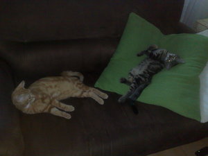 05 Couching August 2010.jpg