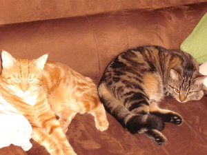 06 Couching Dezember 2010.jpg