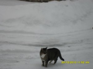 Katerbuben 056 [800x600].jpg