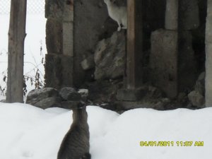 Katerbuben 102 [800x600].jpg