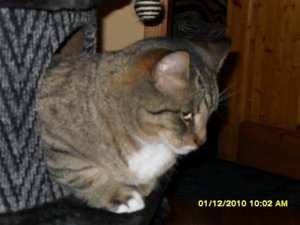 snowcats 009 [800x600].jpg