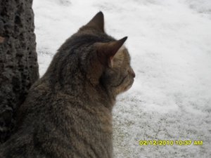 snowcats 016 [800x600].jpg