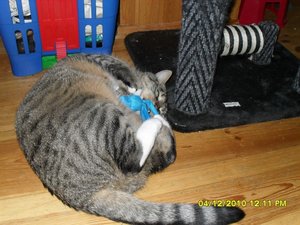 snowcats 047 [800x600].jpg