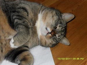 Neue Jungs 001 [800x600].jpg