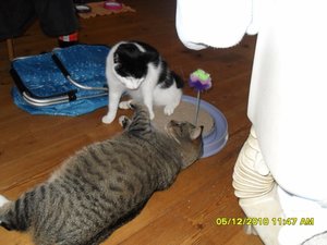 Katerbuben 001 [800x600].jpg