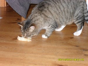 Katerbuben 023 [800x600].jpg