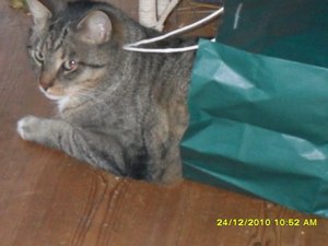 Katerbuben 069 [800x600].jpg