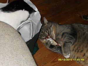 Katerbuben 082 [800x600].jpg