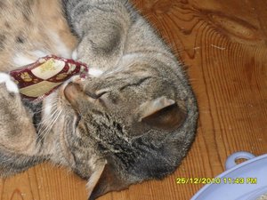 Katerbuben 092 [800x600].jpg