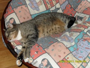 Katerbuben 106 [800x600].jpg