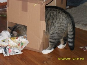 Katerbuben 123 [800x600].jpg