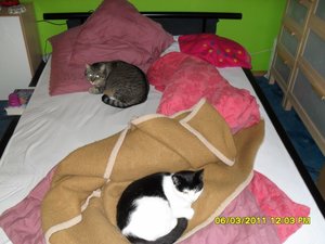 Katerbuben 158 [800x600].jpg