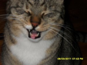 Katerbuben 159 [800x600].jpg