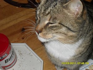 Katerbuben 168 [800x600].jpg