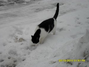 Katerbuben 058 [800x600].jpg