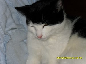 Katerbuben 012 [800x600].jpg