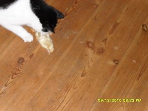 Katerbuben 020 [800x600].jpg