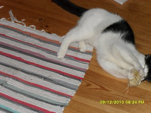 Katerbuben 025 [800x600].jpg