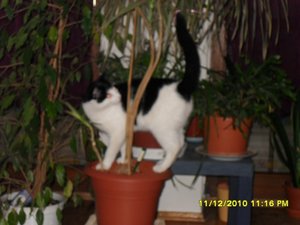 Katerbuben 044 [800x600].jpg