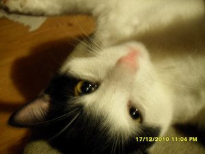 Katerbuben 050 [800x600].jpg