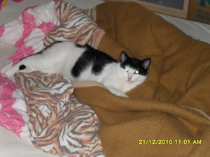 Katerbuben 060 [800x600].jpg