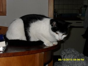 Katerbuben 074 [800x600].jpg