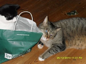 Katerbuben 086 [800x600].jpg