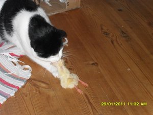 Katerbuben 110 [800x600].jpg