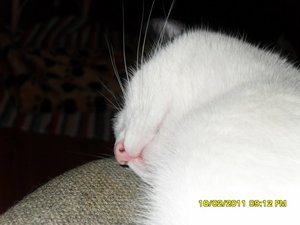 Katerbuben 121 [800x600].jpg