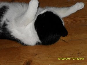 Katerbuben 125 [800x600].jpg