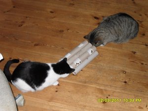 Katerbuben 153 [800x600].jpg