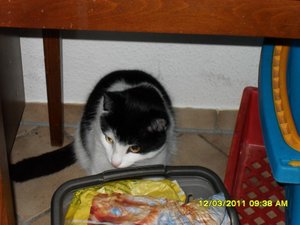 Katerbuben 170 [800x600].jpg