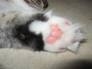 Katzenbilder 006.JPG