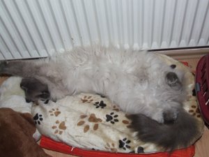 thomas aufmrücken.jpg