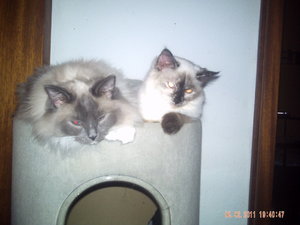 PICT0066.JPG PICT0066.JPG