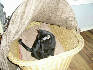 mietzis wurfkiste 006.JPG