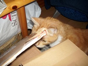 Gismo März 2011 006.jpg